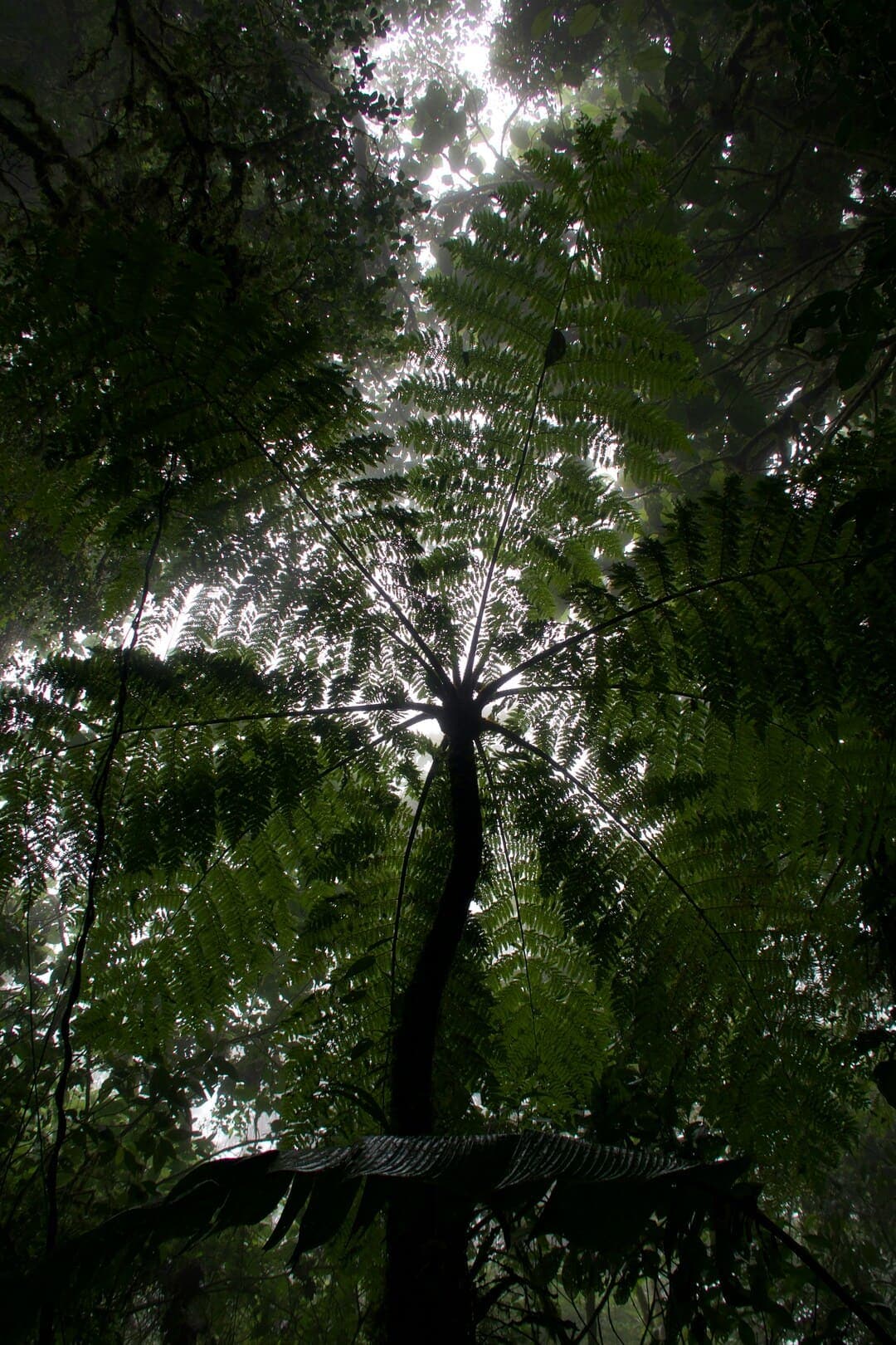 Tree fern and dense canopy seen from below in low evening light