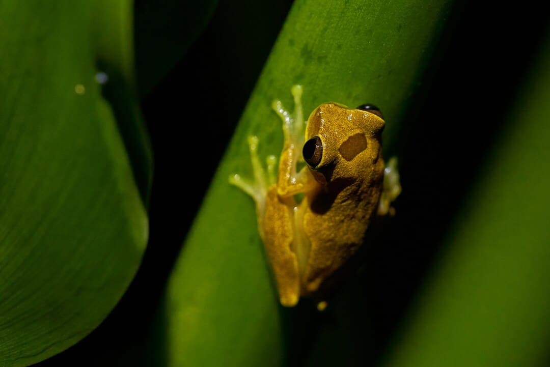 Golden tree frog clinging to a green stem against a dark background