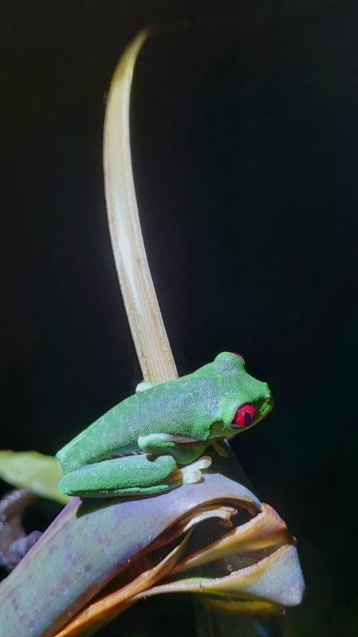 Red-eyed tree frog resting on a leaf