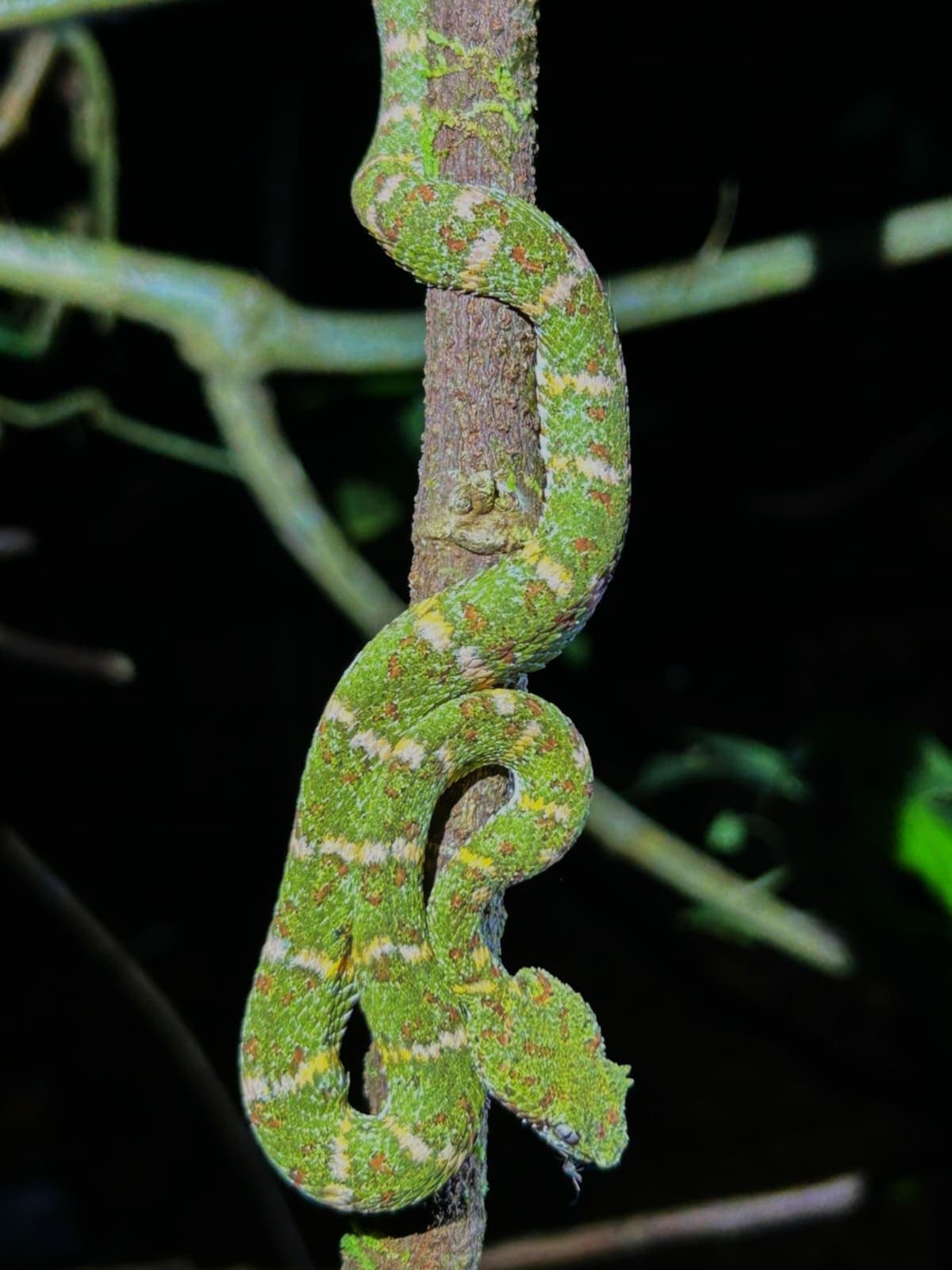 Green vine snake in tropical vegetation