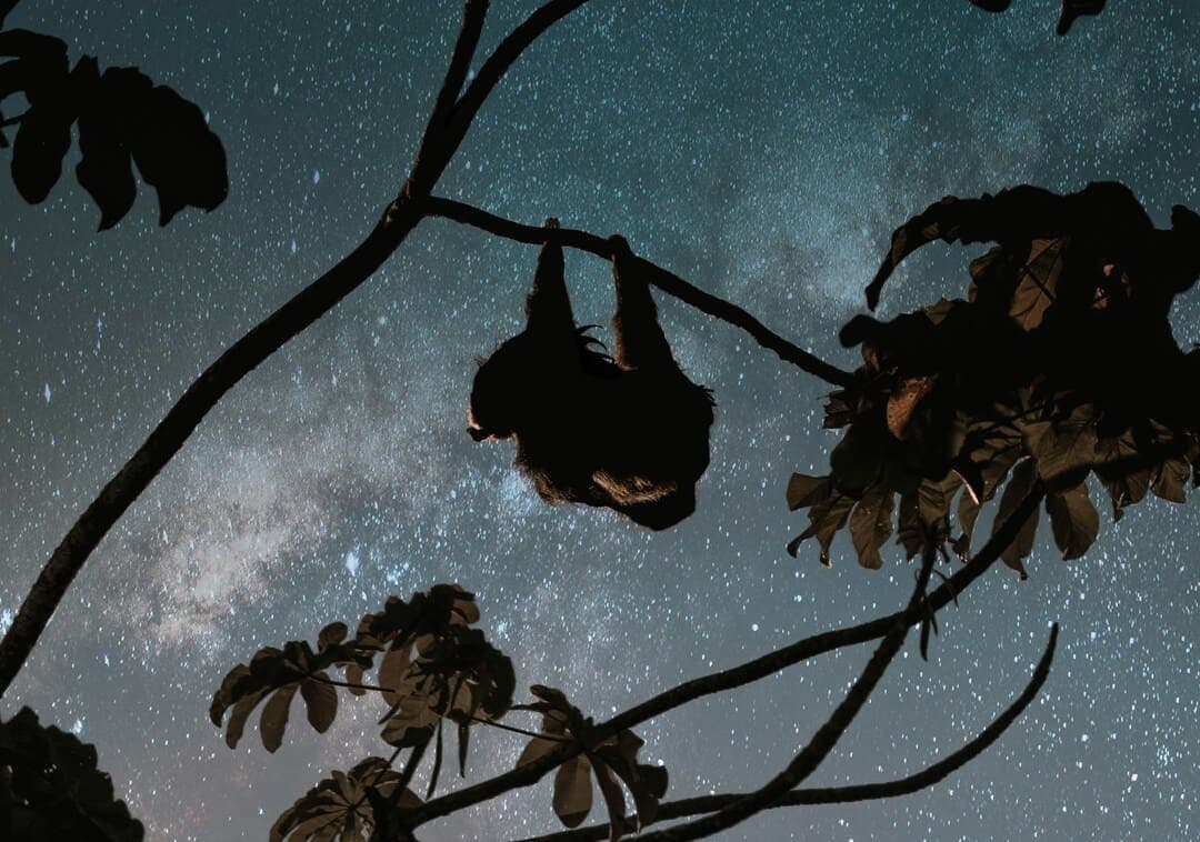 Sloth hanging from a branch under the Milky Way in the rainforest at night