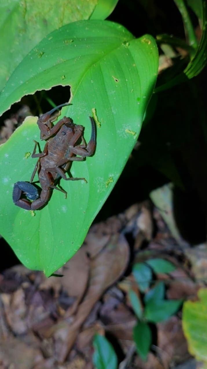 Scorpion on the forest floor at night