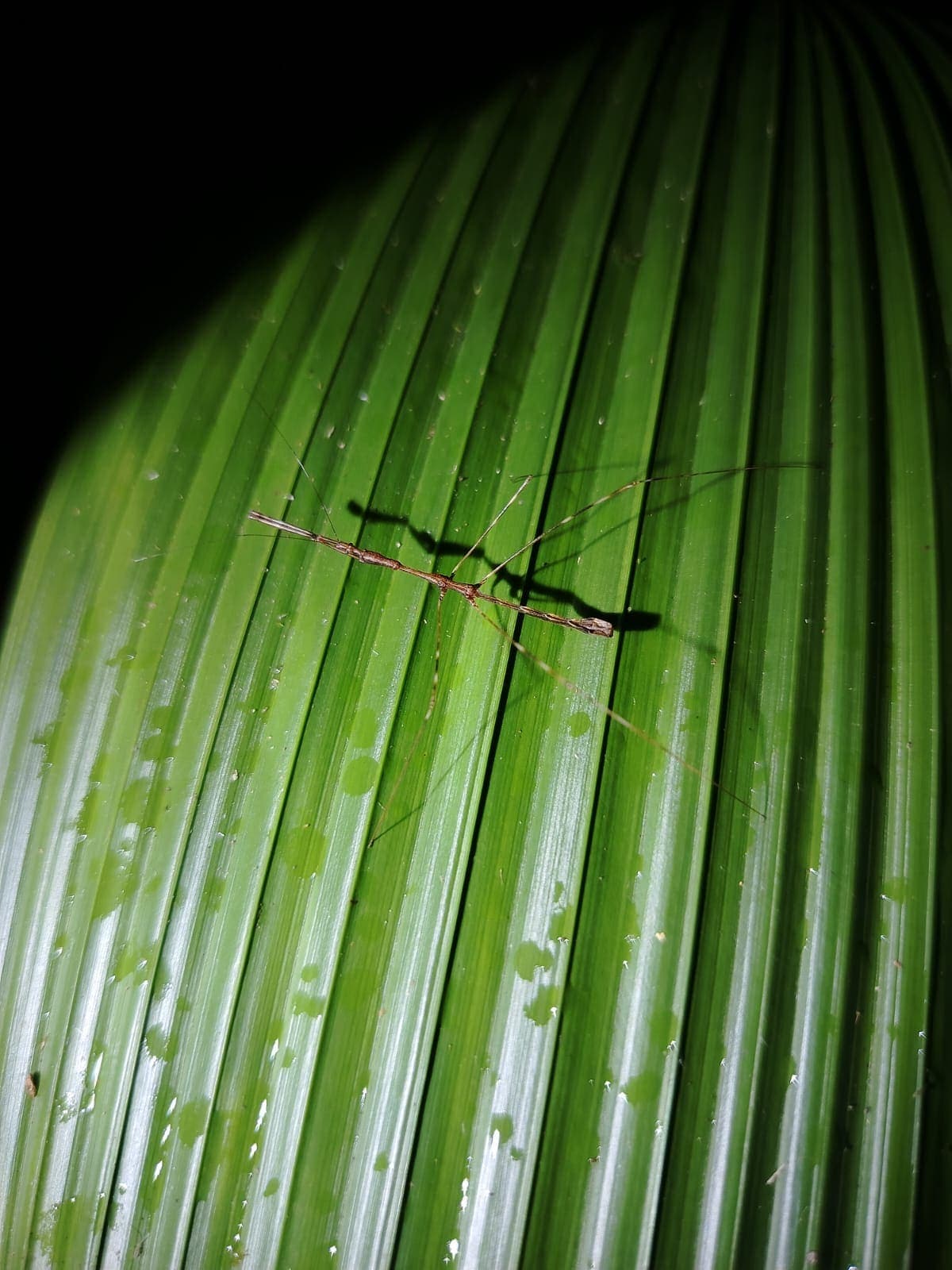 Stick insect camouflaged on a branch