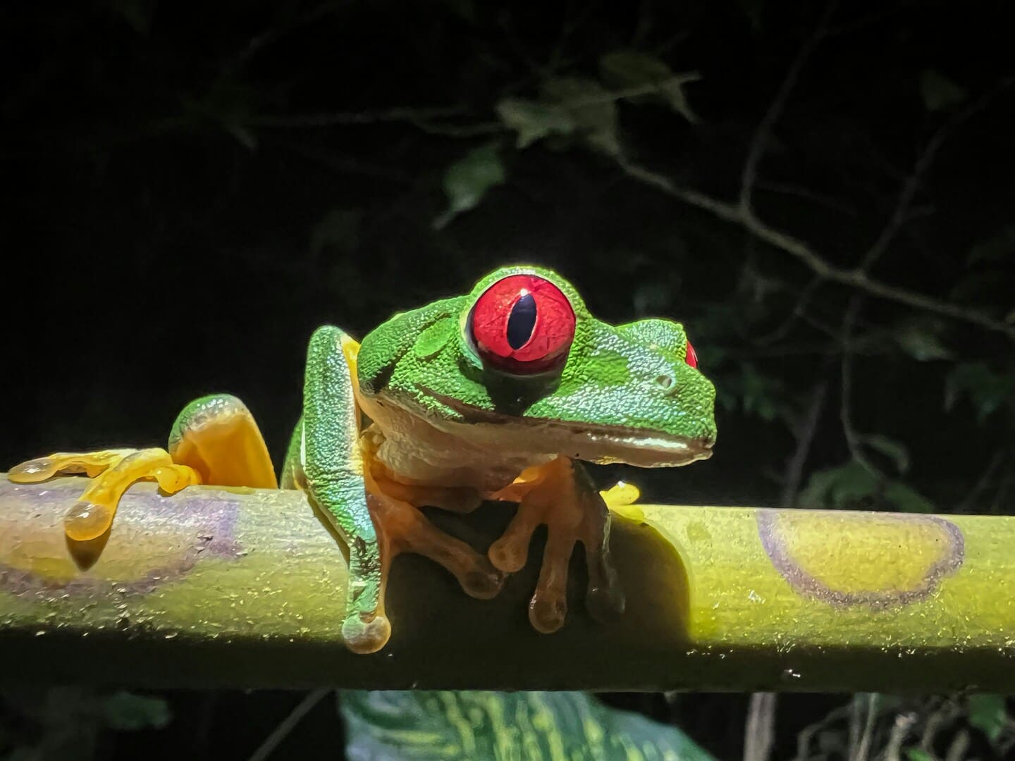 Red-eyed tree frog resting on a leaf at night