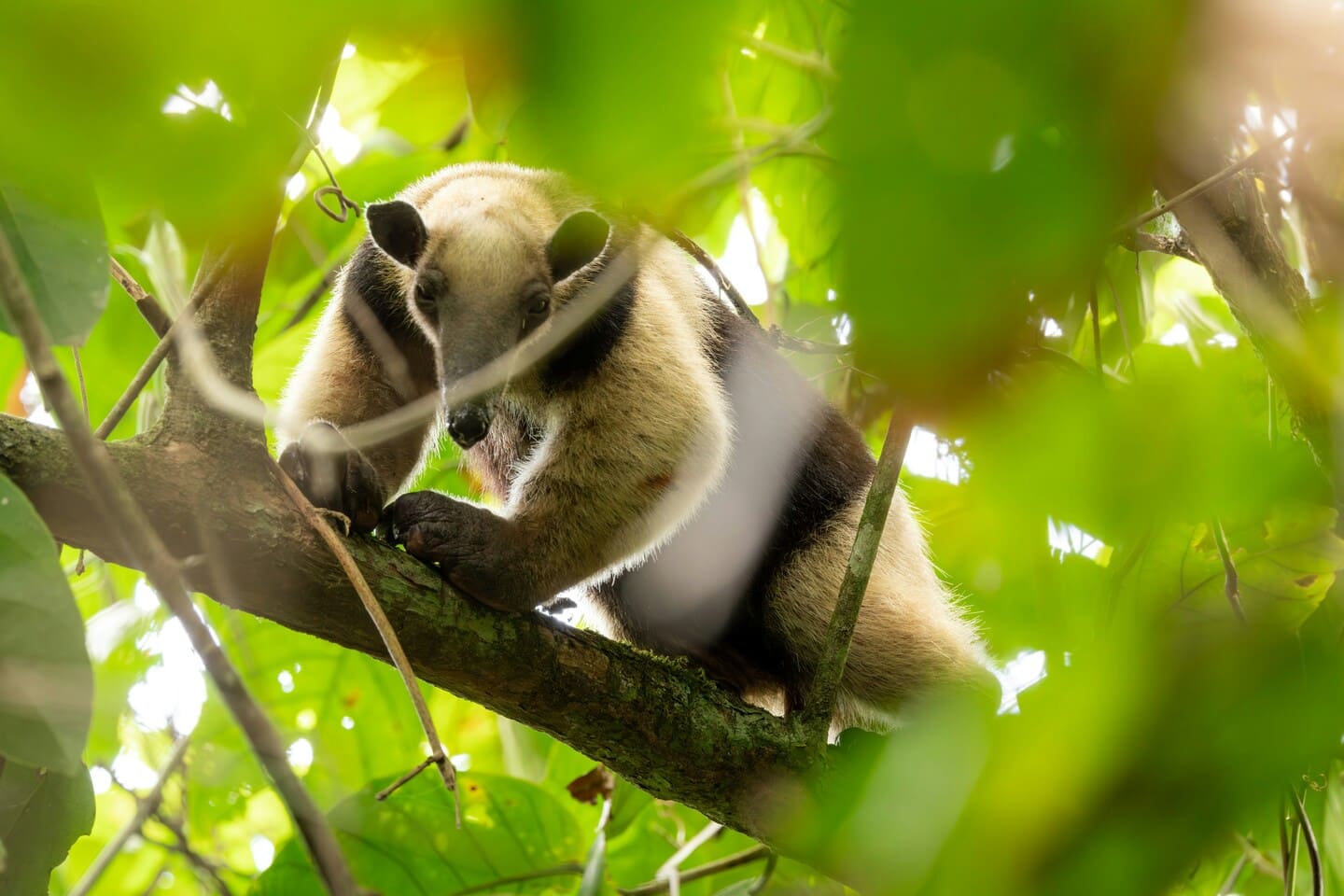 anteater foraging on a private finca trail at night