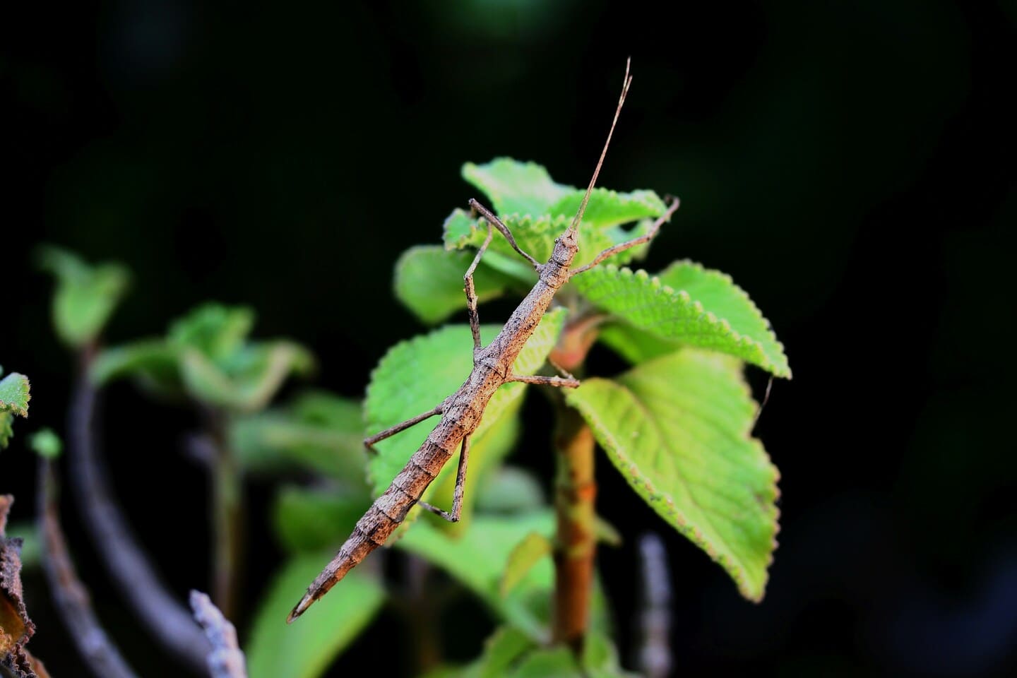Stick insect camouflaged on a branch at night